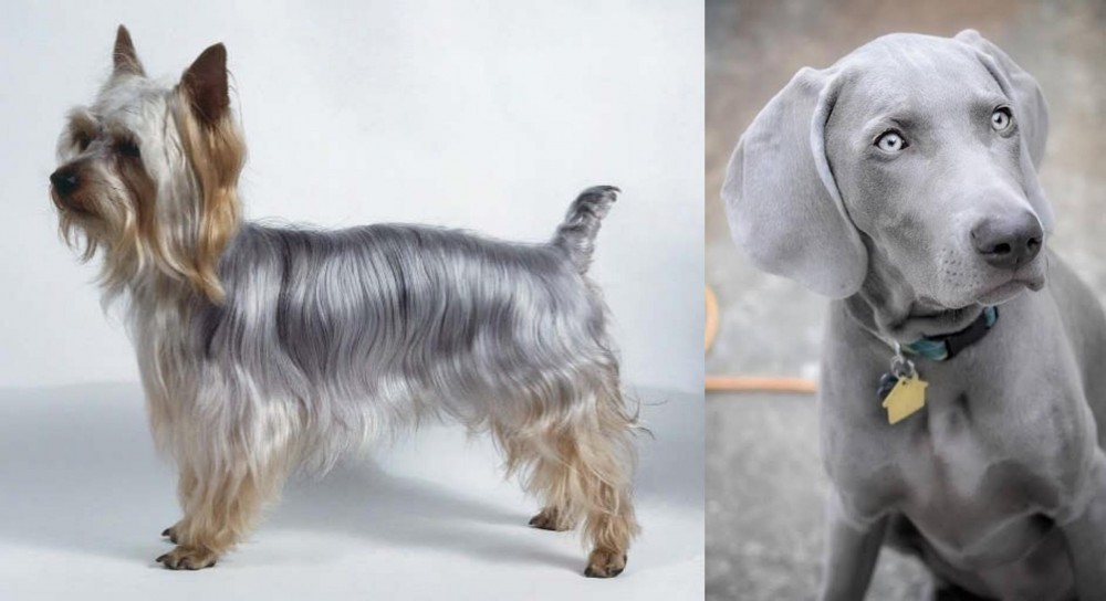 Weimaraner vs Silky Terrier - Breed Comparison
