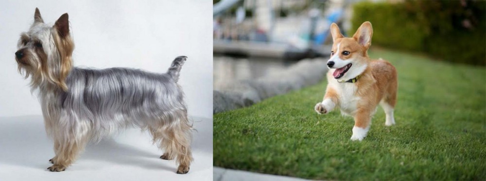Welsh Corgi vs Silky Terrier - Breed Comparison