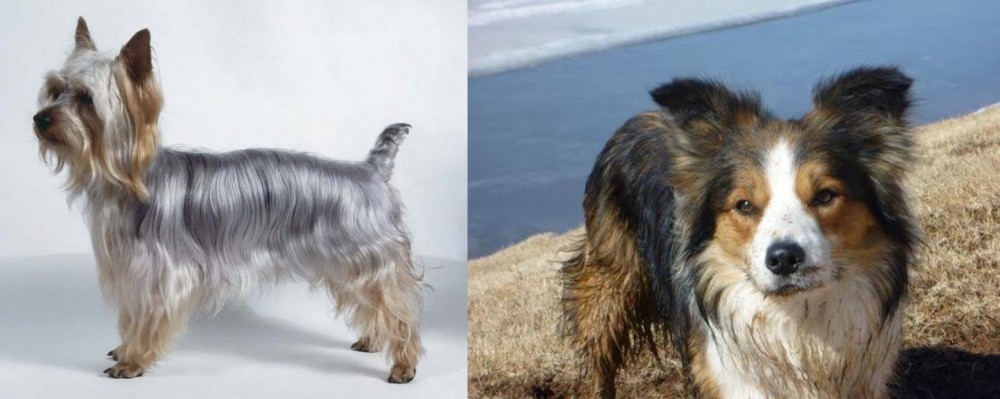 Welsh Sheepdog vs Silky Terrier - Breed Comparison
