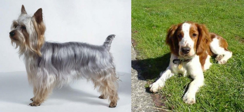 Welsh Springer Spaniel vs Silky Terrier - Breed Comparison