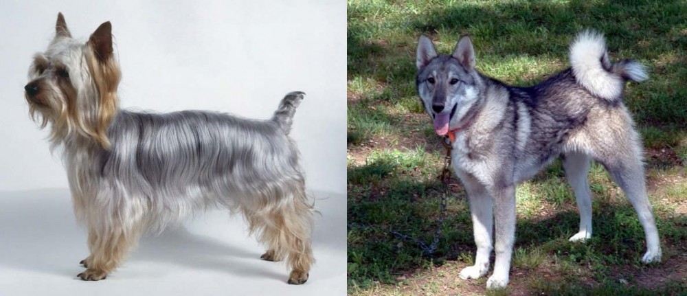 West Siberian Laika vs Silky Terrier - Breed Comparison