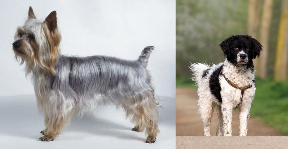Wetterhoun vs Silky Terrier - Breed Comparison