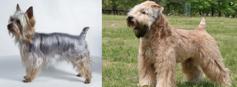 Wheaten Terrier vs Silky Terrier - Breed Comparison