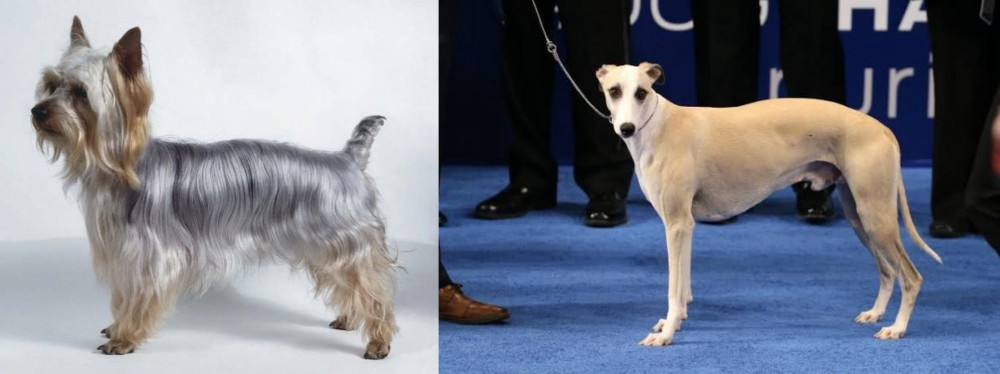Whippet vs Silky Terrier - Breed Comparison