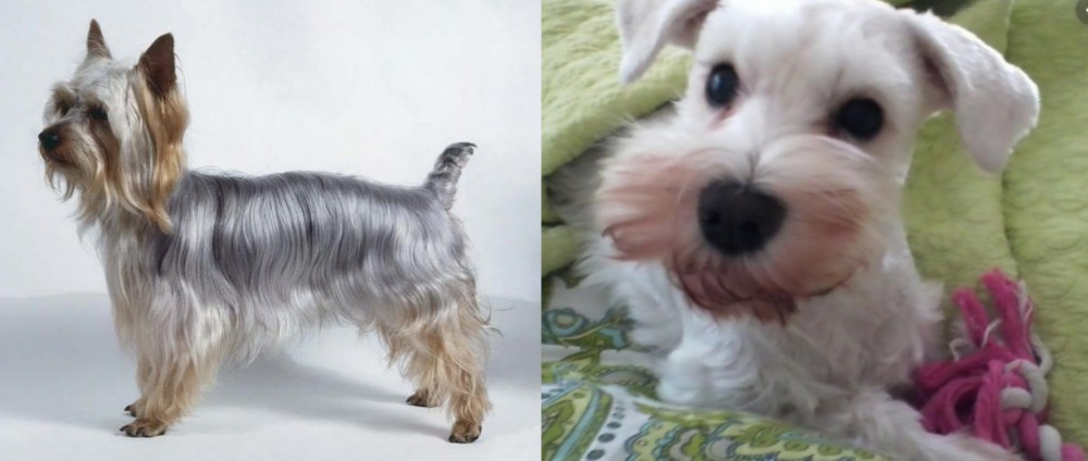 White Schnauzer vs Silky Terrier - Breed Comparison