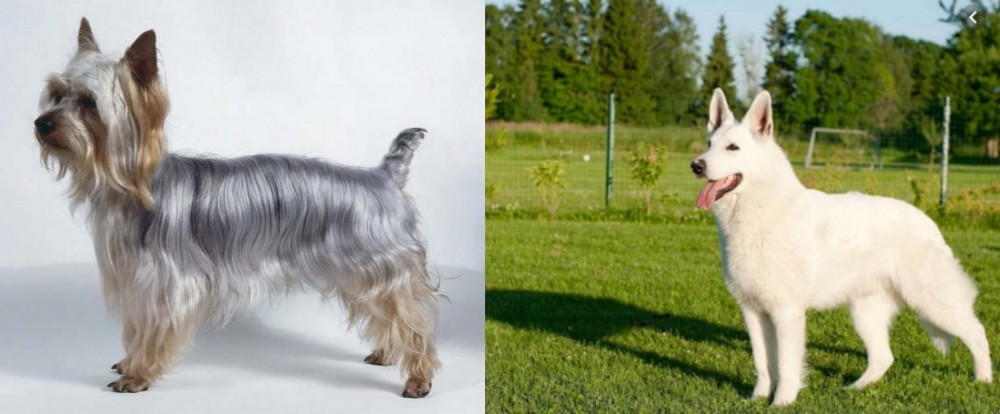 White Shepherd vs Silky Terrier - Breed Comparison