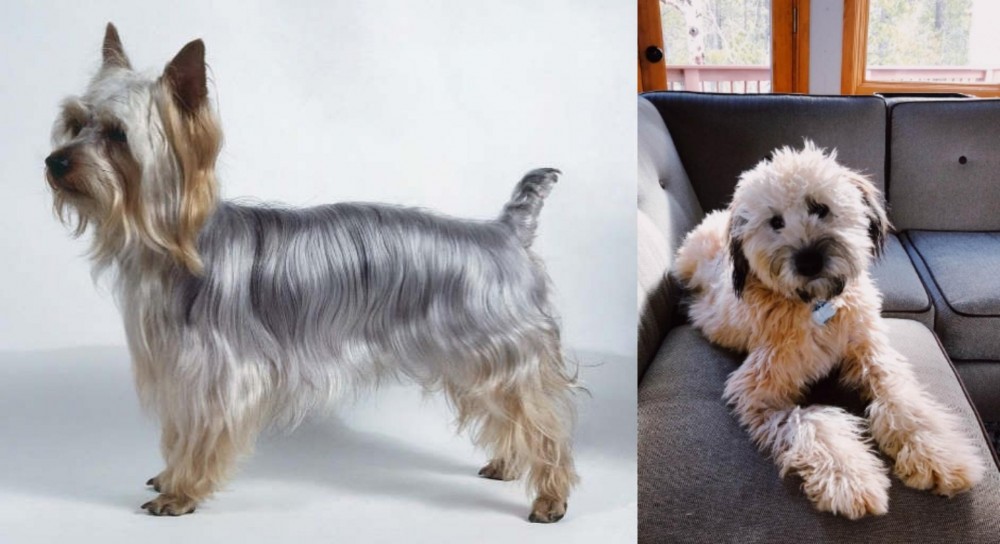 Whoodles vs Silky Terrier - Breed Comparison