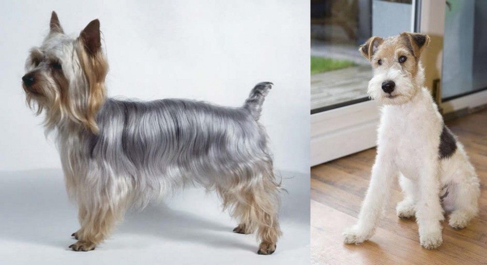Wire Fox Terrier vs Silky Terrier - Breed Comparison
