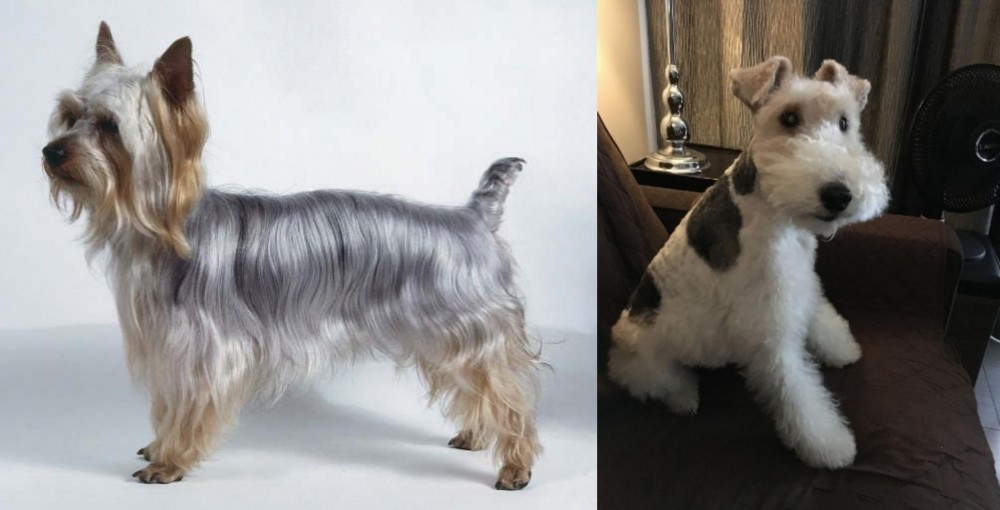Wire Haired Fox Terrier vs Silky Terrier - Breed Comparison