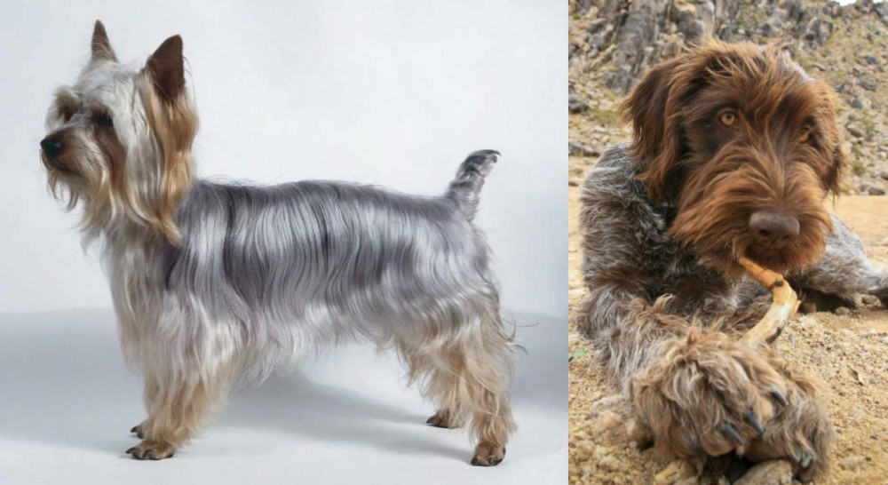 Wirehaired Pointing Griffon vs Silky Terrier - Breed Comparison