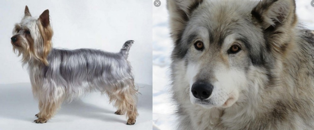 Wolfdog vs Silky Terrier - Breed Comparison