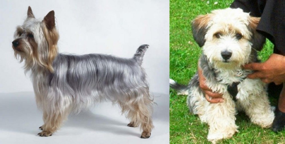 Yo-Chon vs Silky Terrier - Breed Comparison