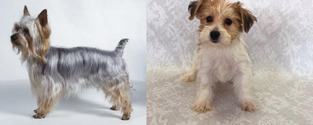 Yochon vs Silky Terrier - Breed Comparison