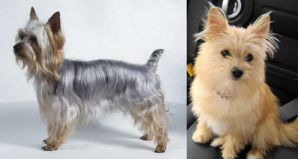 Yoranian vs Silky Terrier - Breed Comparison