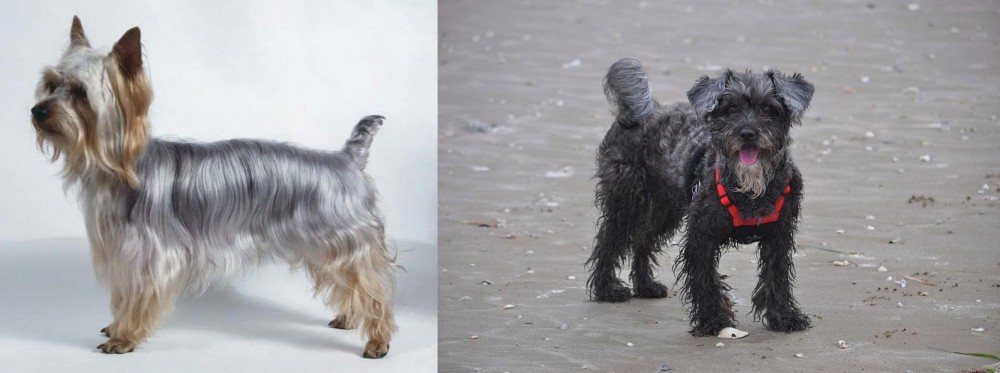 YorkiePoo vs Silky Terrier - Breed Comparison