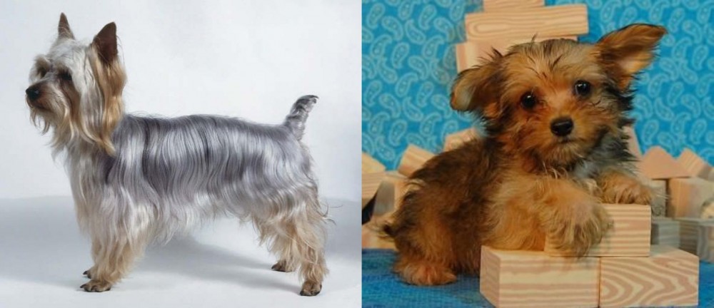 Yorkillon vs Silky Terrier - Breed Comparison