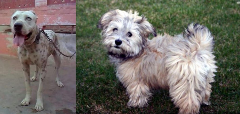 Havapoo vs Sindh Mastiff - Breed Comparison