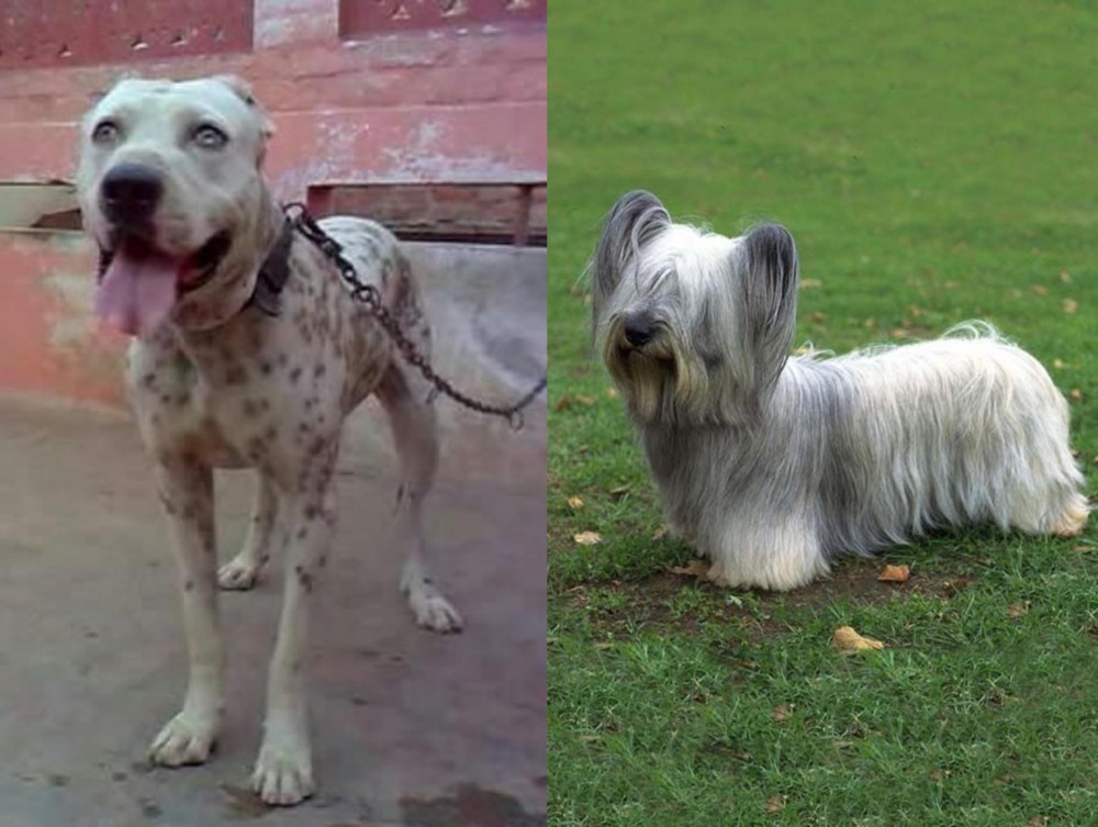 Skye Terrier vs Sindh Mastiff - Breed Comparison