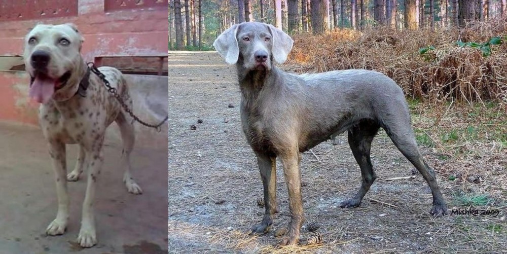 Slovensky Hrubosrsty Stavac vs Sindh Mastiff - Breed Comparison