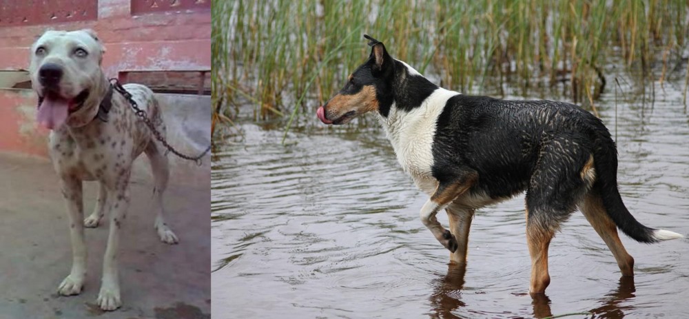 Smooth Collie vs Sindh Mastiff - Breed Comparison