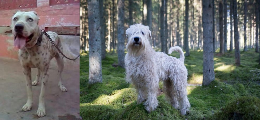 Soft-Coated Wheaten Terrier vs Sindh Mastiff - Breed Comparison