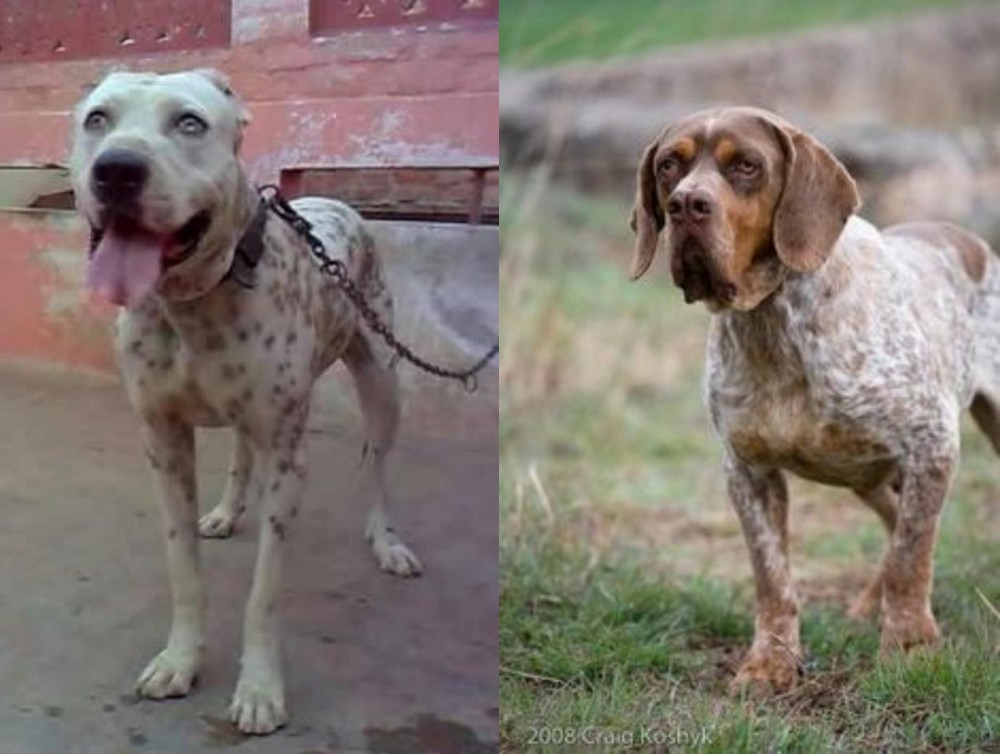 Spanish Pointer vs Sindh Mastiff - Breed Comparison