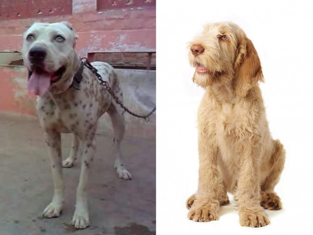 Spinone Italiano vs Sindh Mastiff - Breed Comparison