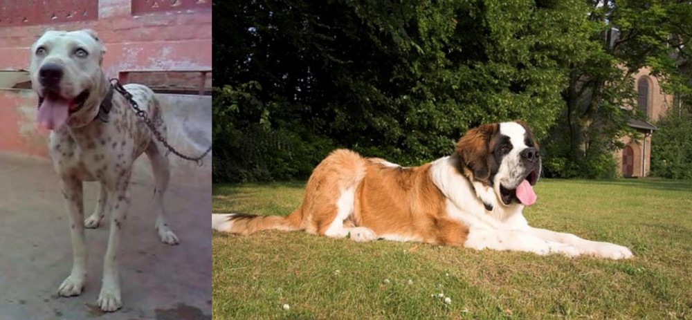 St. Bernard vs Sindh Mastiff - Breed Comparison
