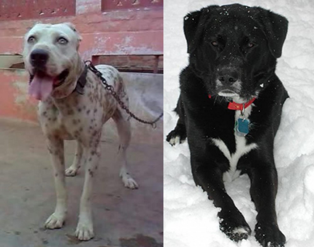 St. John's Water Dog vs Sindh Mastiff - Breed Comparison
