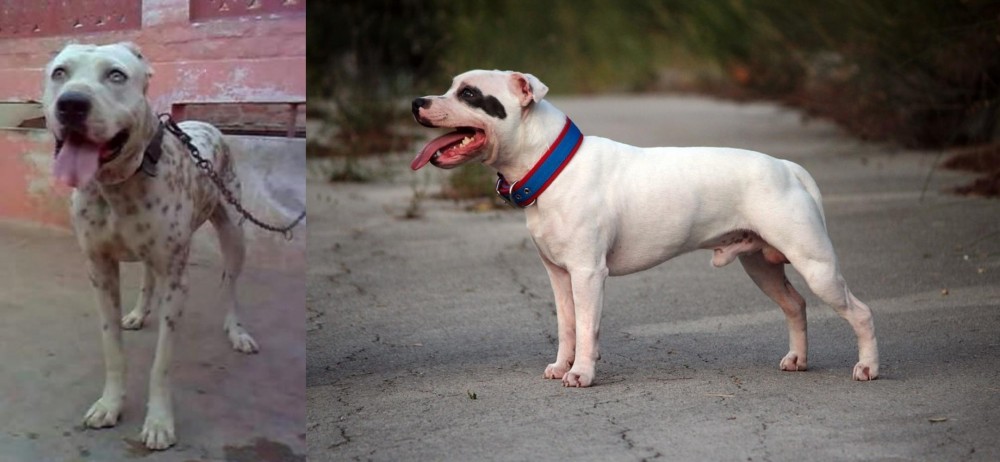 Staffordshire Bull Terrier vs Sindh Mastiff - Breed Comparison