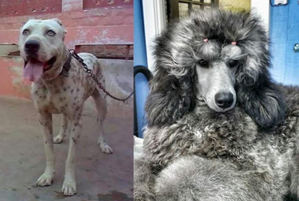 Standard Poodle vs Sindh Mastiff - Breed Comparison