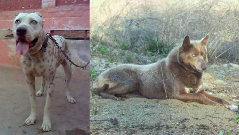 Tahltan Bear Dog vs Sindh Mastiff - Breed Comparison