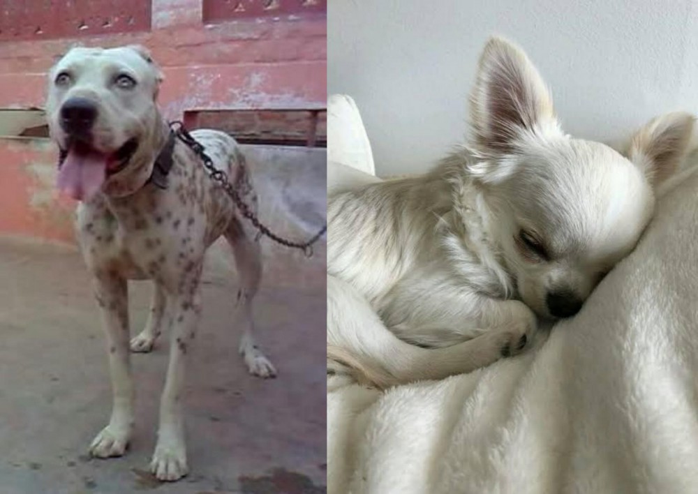 Tea Cup Chihuahua vs Sindh Mastiff - Breed Comparison