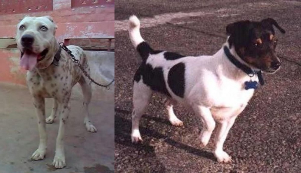 Teddy Roosevelt Terrier vs Sindh Mastiff - Breed Comparison