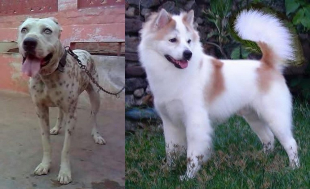 Thai Bangkaew vs Sindh Mastiff - Breed Comparison
