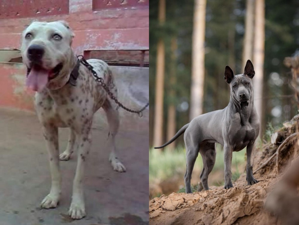 Thai Ridgeback vs Sindh Mastiff - Breed Comparison