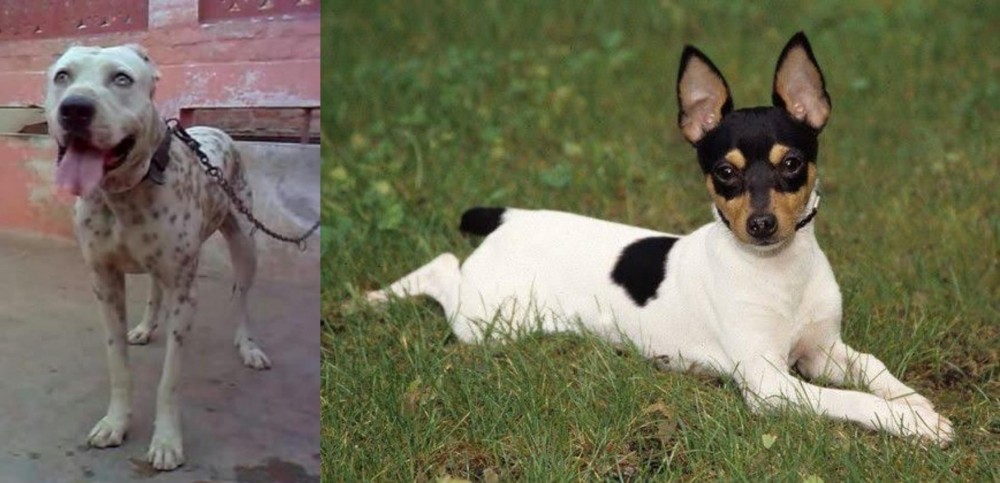 Toy Fox Terrier vs Sindh Mastiff - Breed Comparison