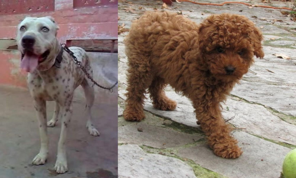 Toy Poodle vs Sindh Mastiff - Breed Comparison