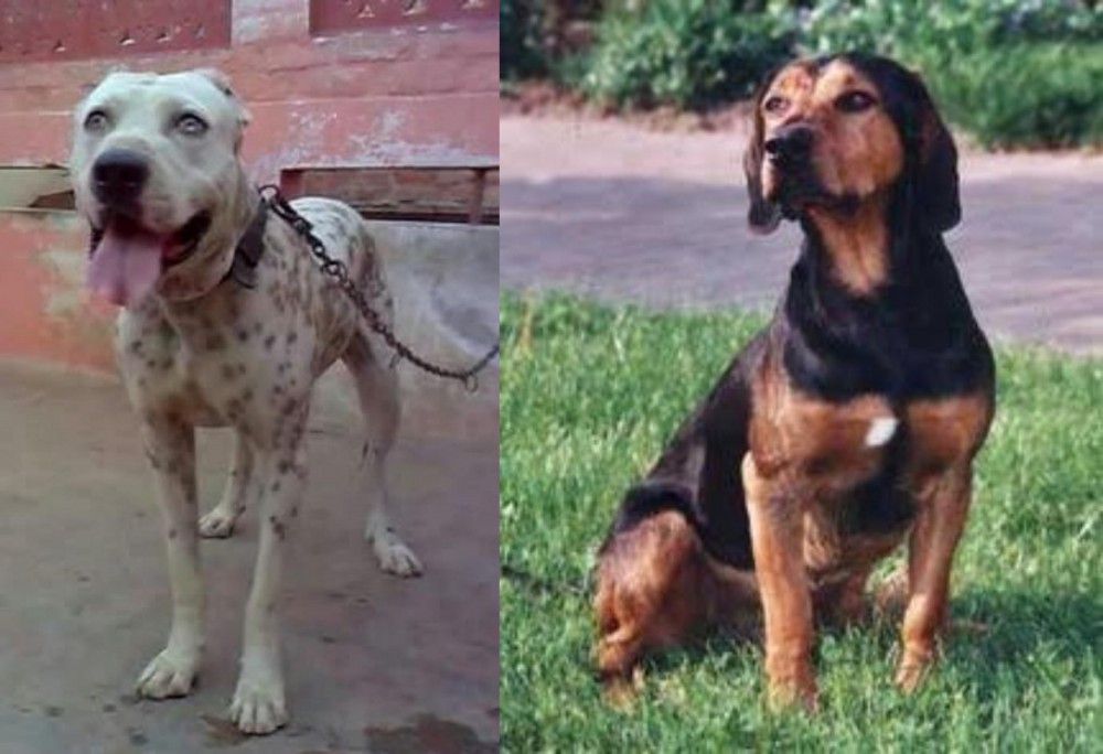 Tyrolean Hound vs Sindh Mastiff - Breed Comparison
