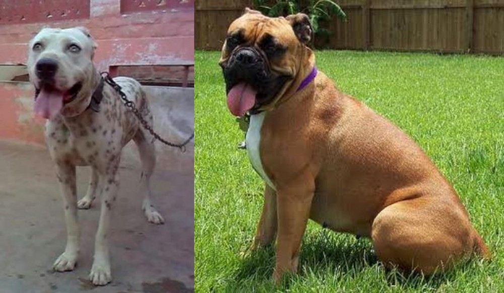Valley Bulldog vs Sindh Mastiff - Breed Comparison