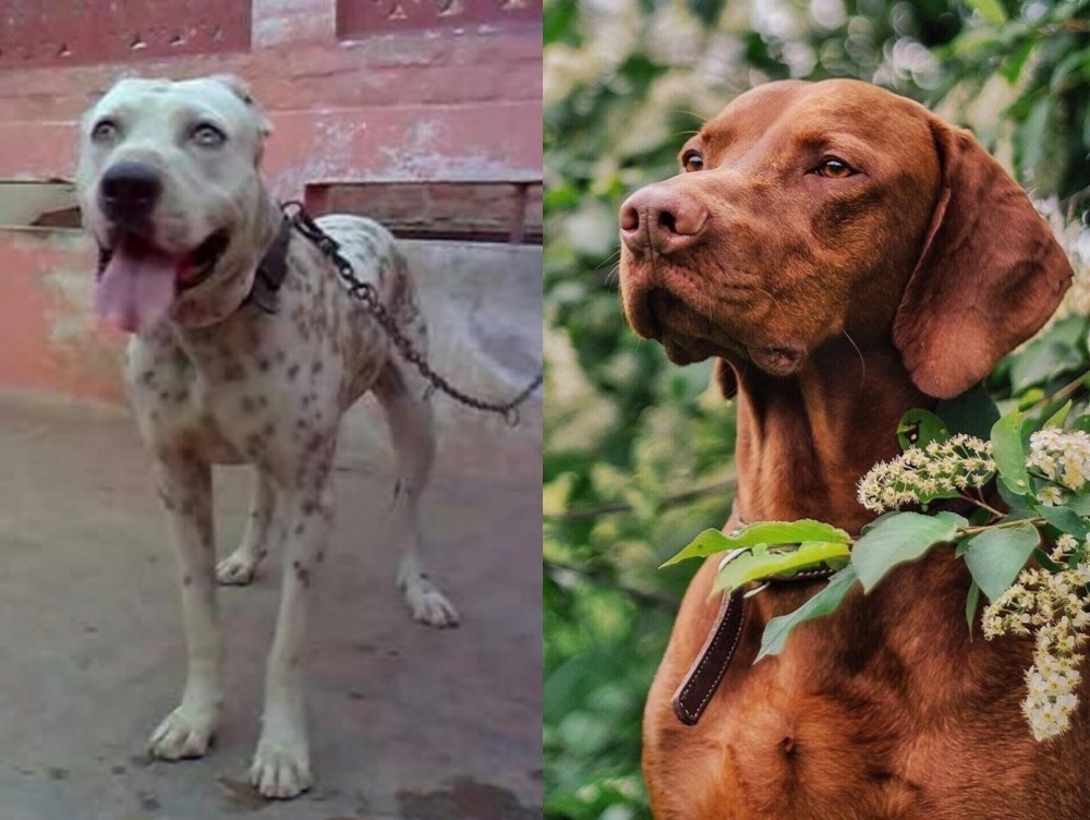 Vizsla vs Sindh Mastiff - Breed Comparison