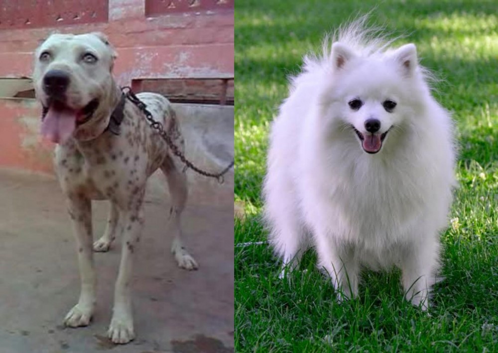 Volpino Italiano vs Sindh Mastiff - Breed Comparison