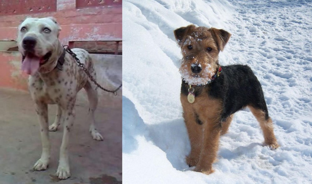 Welsh Terrier vs Sindh Mastiff - Breed Comparison