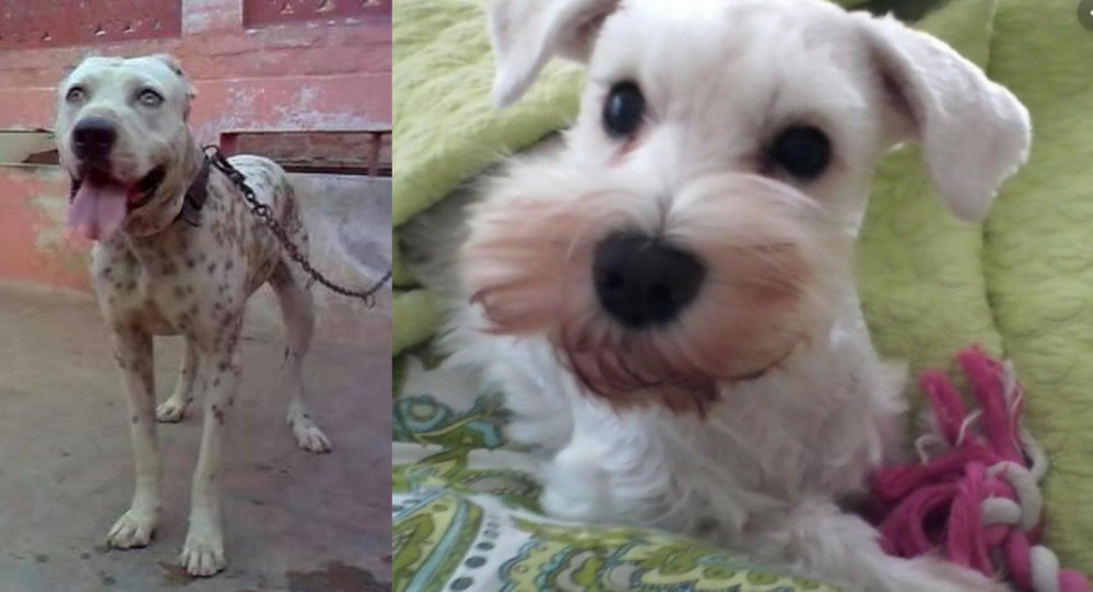 White Schnauzer vs Sindh Mastiff - Breed Comparison