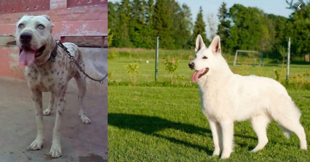 White Shepherd vs Sindh Mastiff - Breed Comparison