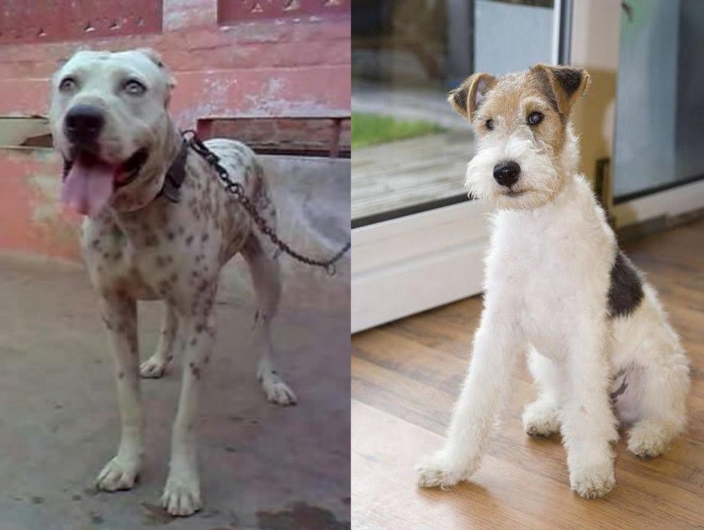 Wire Fox Terrier vs Sindh Mastiff - Breed Comparison