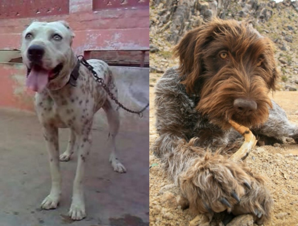 Wirehaired Pointing Griffon vs Sindh Mastiff - Breed Comparison