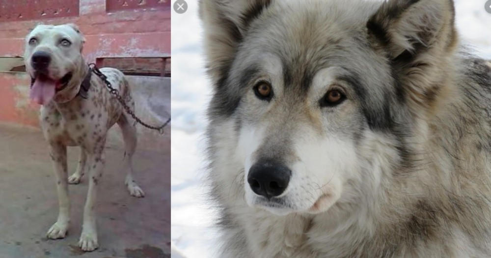 Wolfdog vs Sindh Mastiff - Breed Comparison