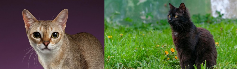 York Chocolate Cat vs Singapura - Breed Comparison