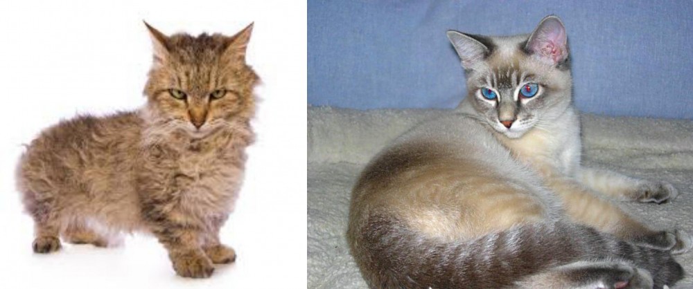 Tiger Cat vs Skookum - Breed Comparison
